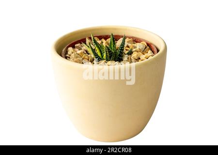 Variegierte haworthia-Sukkulent-Pflanze in einem Keramiktopf Stockfoto