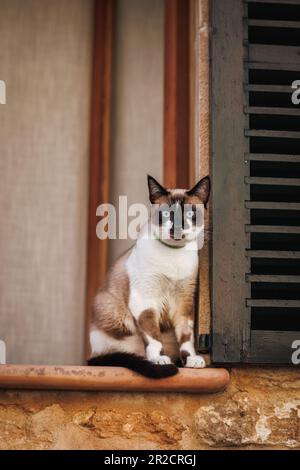 Die Katze im Fenster, die auf die Straße schaut. Siamesische Katze mit blauen Augen ruht in der Altstadt von Mallorca, Spanien Stockfoto