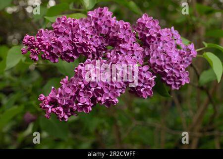 Violette Fliederblüten auf grünem Laubhintergrund. May im polnischen Garten. Blühende Büsche. Stockfoto