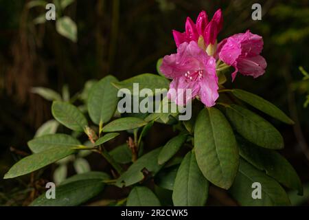 Rosa Azaleen-Blüten in Regentropfen. Grün hinterlässt Hintergrund. May Garden in Polen. Stockfoto