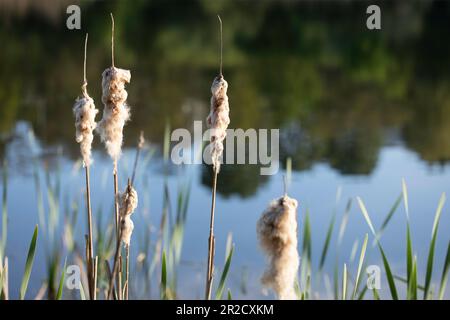 Jezioro Winiary - Gniezno, Polen - Wasserreflexionen, Wohnhaus aus Beton, in einem See reflektiert. Stockfoto