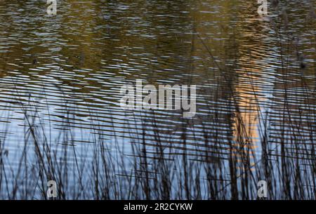 Jezioro Winiary - Gniezno, Polen - Wasserreflexionen, Wohnhaus aus Beton, in einem See reflektiert. Stockfoto