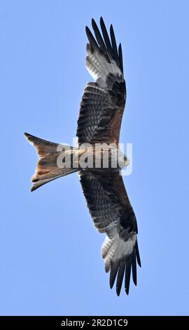 17. Mai 2023, Brandenburg, Groß Schauen: Ein roter Drachen (Milvus milvus) fliegt im blauen Himmel über der Sielmanns Naturlandschaft Groß Schauener. Foto: Patrick Pleul/dpa Stockfoto