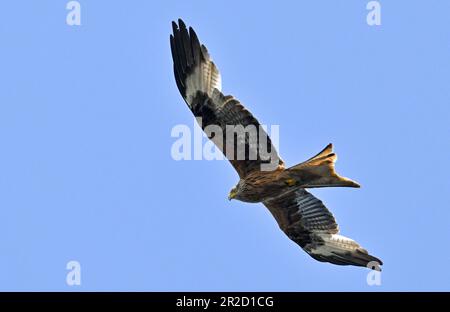 17. Mai 2023, Brandenburg, Groß Schauen: Ein roter Drachen (Milvus milvus) fliegt im blauen Himmel über der Sielmanns Naturlandschaft Groß Schauener. Foto: Patrick Pleul/dpa Stockfoto