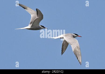 17. Mai 2023, Brandenburg, Groß Schauen: Zwei Common Terns (Sterna hirundo) fliegen über Sielmanns Naturlandschaft Groß Schauener Seen. Die weißgrauen Common Terns mit schwarzer Mütze sind von ihrem Langstreckenflug aus Afrika zurück und sind auf die neuen Brutinseln am Groß Schauener See in der Nähe von Storkow gezogen. Die Heinz-Sielmann-Stiftung hat in diesem Frühjahr mit Unterstützung der örtlichen Fischerei Köllnitz zwei künstliche Brutinseln errichtet, um den vom Aussterben bedrohten Vögeln besser geeignete Brutplätze zu bieten. Bis jetzt diente ein Fischerboot aus Metall als Brutplatz für die Gul Stockfoto