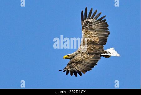 17. Mai 2023, Brandenburg, Groß Schauen: Ein Weißwedeladler (Haliaeetus albicilla) fliegt im blauen Himmel über der Sielmanns Naturlandschaft Groß Schauener. Mit einer Spannweite von bis zu 2,60 Metern ist der Weißwedeladler der größte europäische Greifvogel. Etwa 580 Paare leben in Deutschland. Die Ernährung umfasst Fische, Wasservögel und Aas. Foto: Patrick Pleul/dpa Stockfoto