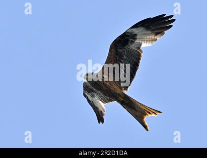 17. Mai 2023, Brandenburg, Groß Schauen: Ein roter Drachen (Milvus milvus) fliegt im blauen Himmel über der Sielmanns Naturlandschaft Groß Schauener. Foto: Patrick Pleul/dpa Stockfoto