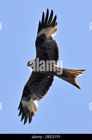 17. Mai 2023, Brandenburg, Groß Schauen: Ein roter Drachen (Milvus milvus) fliegt im blauen Himmel über der Sielmanns Naturlandschaft Groß Schauener. Foto: Patrick Pleul/dpa Stockfoto