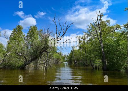 17. Mai 2023, Brandenburg, Groß Schauen: Landschaft im Bereich Sielmanns Naturlandschaft Groß Schauener gesehen. Foto: Patrick Pleul/dpa Stockfoto