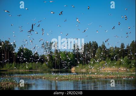 Lettische Landschaft mit vielen Möwen über einem Waldsee an einem sonnigen Sommermorgen Stockfoto