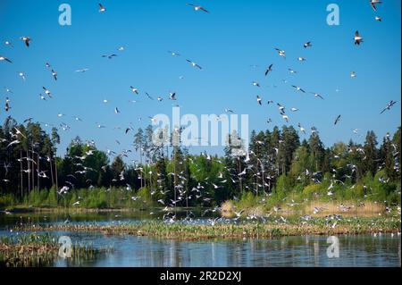 Lettische Landschaft mit vielen Möwen über einem Waldsee an einem sonnigen Sommermorgen Stockfoto