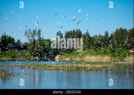 Lettische Landschaft mit vielen Möwen über einem Waldsee an einem sonnigen Sommermorgen Stockfoto