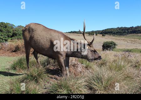 Ein Sambar-Hirsch schlendert durch die Gegend, während die Menschen seine Schönheit in Horton Plains Sri Lanka festhalten Stockfoto