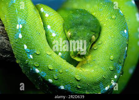 Grüne Baumpyton auf dem Ast Stockfoto