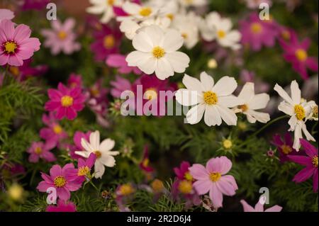Farbenfrohe Cosmos Drawf Blumen blühen im Garten Stockfoto