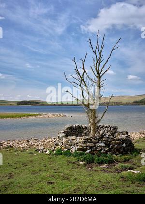 Ein toter Baum am nördlichen Ufer von Malham Tarn. North Yorkshire Stockfoto