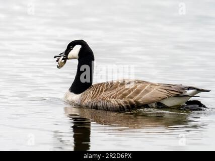 Eine Kanadische Gans, Branta canadensis, mit dem Boden einer Getränkedose im Schnabel am Fluss Brathay in Ambleside, Lake District, Großbritannien. Stockfoto