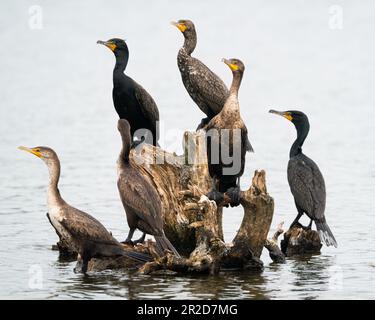 Eine Schar Kormorane auf totem Holz Stockfoto