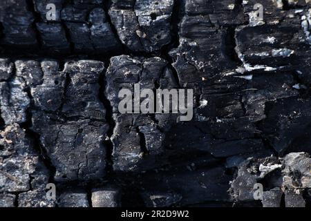 Ein verbrannter Baum in einem Wald in einem Lagerfeuer auf der Straße Stockfoto