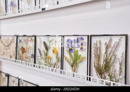 Fertige Arbeiten. Master Class über das Erstellen von Rahmen mit Herbarium in tiffany Technik in Buntglas. Uber das Herbarium getrockneter verschiedener Pflanzen und Blüten Stockfoto