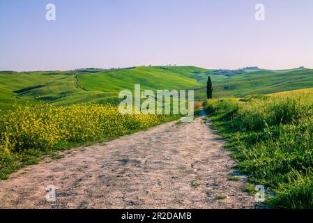 Zypressen auf den grünen hügeln der toskana im Orcia-Tal im Frühling Stockfoto