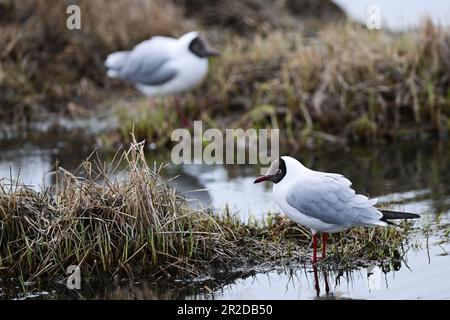 (230519) -- XINING, 19. Mai 2023 (Xinhua) -- Braunköpfige Möwen ruhen am Qinghai Lake, Gangcha County im Nordwesten Chinas Provinz Qinghai, 17. Mai 2023. Der Qinghai-See im Nordosten des Qinghai-Tibet-Plateaus ist der Schlüssel zur Erhaltung des ökologischen Gleichgewichts im Westen Chinas. Sie ist auch ein natürliches Hindernis für die Eindämmung der Ausbreitung der Wüstenbildung nach Osten und die Gewährleistung der Sicherheit landwirtschaftlicher Gebiete in Ostchina. In den letzten Jahren hat sich die Umwelt im Qinghai-See durch verschiedene ökologische Projekte erheblich verbessert. (Xinhua/Li Zhanyi) Stockfoto