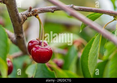 Süße rote Kirsche auf einem Ast, im Sommer voller reifer roter Früchte, selektiver Fokus Stockfoto