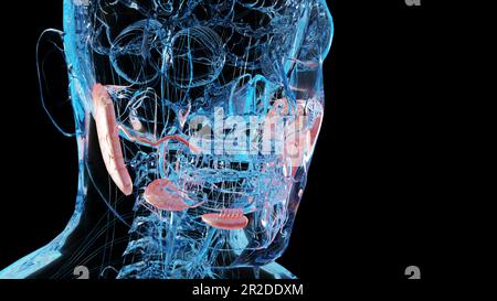Anatomie der menschlichen Speicheldrüsen, menschlicher Verdauungsmund, sublinguale, submandibuläre und Parotis, Produktion des Speichels durch ein System von Kanälen, unter Stockfoto