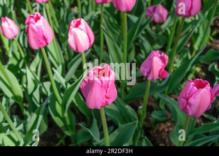 Lila Tulpen mit Regentropfen auf den Blütenblättern Stockfoto