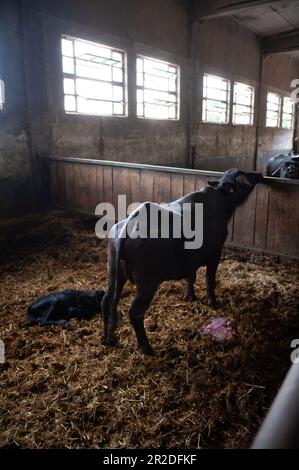 Die Nahaufnahme des wunderschönen italienischen Büffelkälbers hat gerade Mama Bufala ein Nein gegeben Stockfoto