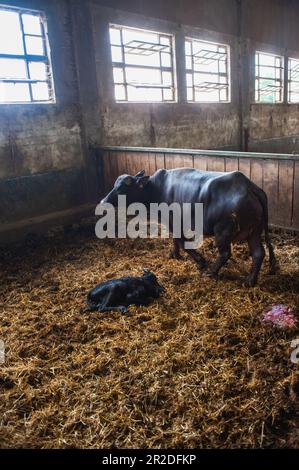 Die Nahaufnahme des wunderschönen italienischen Büffelkälbers hat gerade Mama Bufala ein Nein gegeben Stockfoto