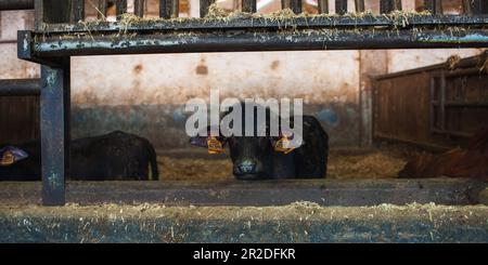 Nahaufnahme des wunderschönen liitalischen Büffelkalbs in der Scheune der Farm - das Leben in der Käsefabrik Stockfoto