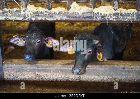 Nahaufnahme des wunderschönen liitalischen Büffelkalbs in der Scheune der Farm - das Leben in der Käsefabrik Stockfoto