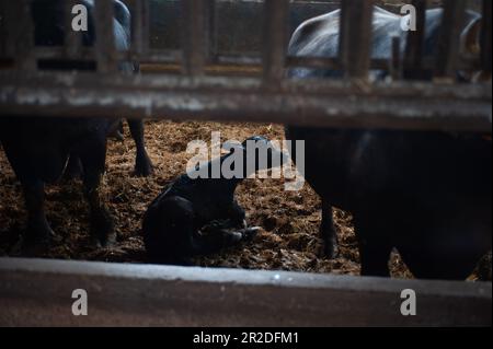 Die Nahaufnahme des wunderschönen italienischen Büffelkälbers hat gerade Mama Bufala ein Nein gegeben Stockfoto