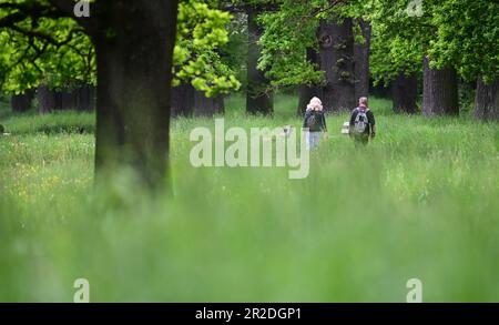 19. Mai 2023, Baden-Württemberg, Stuttgart: Eine Frau und ein Mann laufen im Eichenhain in Stuttgart. Foto: Bernd Weißbrod/dpa Stockfoto