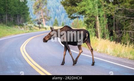 Weibliche Muschi überquert die Kurve in der Straße im Grand Teton National Park Stockfoto