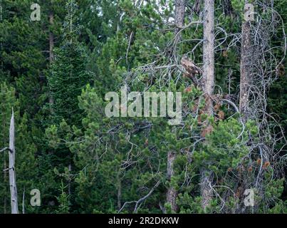 Der Junge Weißkopfadler Ruht In Pine Tree Stockfoto