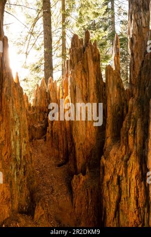 Zerklüftete Kante des gebrochenen Sequoia-Trunks im Kings Canyon-Nationalpark Stockfoto