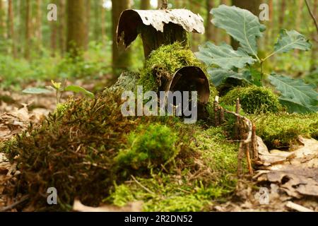 Haus aus Moos im tiefen Wald Stockfoto