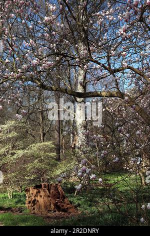 Blassrosa Blumen von Magnolienbäumen schlängeln sich im Frühling unter einem hellblauen Himmel um einen Waldgarten (kleiner Baumstumpf im Vordergrund). England, April Stockfoto