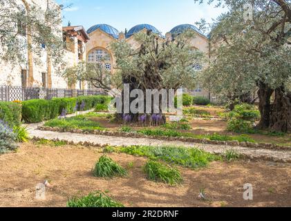 Gethsemane-Garten, Ölberg, Jerusalem Israel. Biblischer Ort, wo Jesus vor seinem Verrat und seiner Gefangennahme betete. Stockfoto