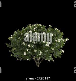 3D Darstellung des Gardenia augusta-Busches isoliert auf schwarzem Hintergrund Stockfoto
