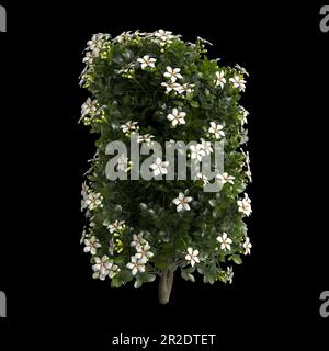 3D Darstellung des Gardenia augusta-Busches isoliert auf schwarzem Hintergrund Stockfoto