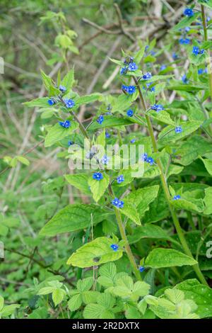 Blaue Blumen auf grünem Hintergrund im Wald. Nahaufnahme Stockfoto