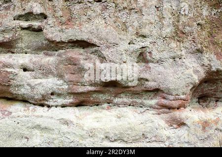 Flechten, das an einer Sandsteinmauer wächst. Flechten sind eine Schlüsselart in vielen Ökosystemen. Stockfoto