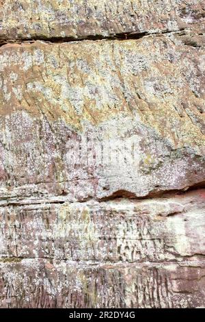 Flechten, das an einer Sandsteinmauer wächst. Flechten sind eine Schlüsselart in vielen Ökosystemen. Stockfoto