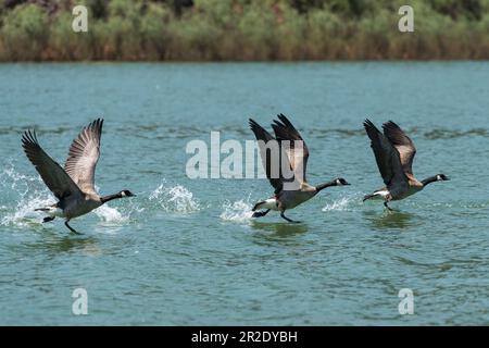 Kanadische Gänse, die aus dem Wasser abheben. Ashland, Oregon Stockfoto