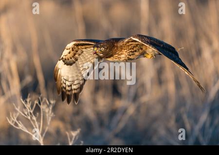 Rotschwanz-Falke fliegt im Flug. Klamath Basin National Wildlife Refuge. Merrill, Oregon Stockfoto