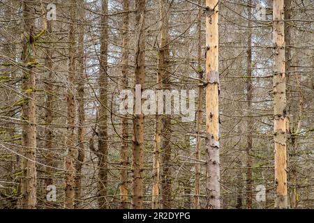 Wald von toten Bäumen. Waldrückgang im Harz-Nationalpark Niedersachsen. Sterbende Fichten, Dürre und Rindenkäfer-Befall. Stockfoto