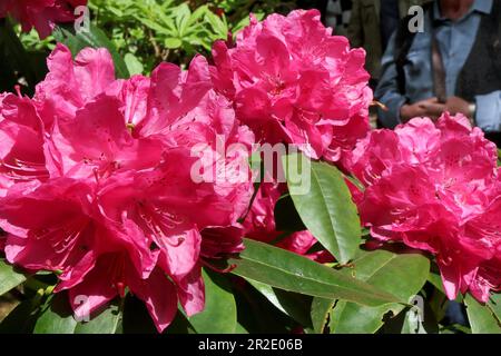 19. Mai 2023, Mecklenburg-Vorpommern, Graal-Müritz: Azaleen im Rhododendron-Park. Das traditionelle Rhododendron Park Festival findet ab dem 19-21. Mai 2023 im 4,5 ha großen Park statt. Der Park wurde 1955 - 1961 vom Rostocker Gartenarchitekten Friedrich-Karl Evert auf einer ehemaligen Sandgrube erbaut. Es ist eines der größten in Deutschland und wurde 1986 zum Denkmal erklärt. Foto: Bernd Wüstneck/dpa Stockfoto